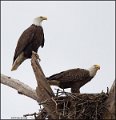 _2SB4160 two bald eagles in osprey nest